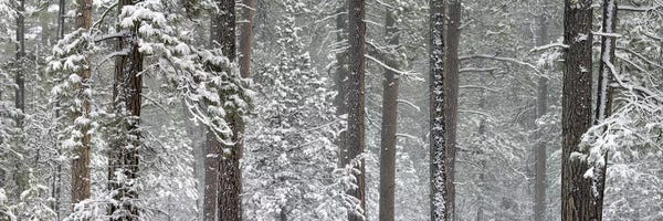 Oregon: Snow covered Ponderosa Pine trees in a forest, Indian Ford, Oregon, USA by Panoramic Images