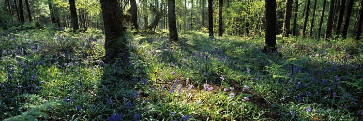 Bluebells growing in a forest, Exe Valley, Devon, England