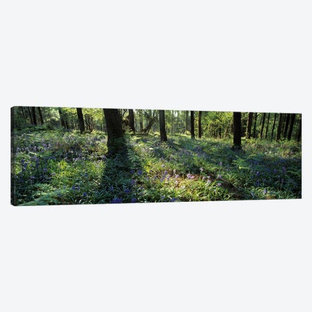 Bluebells growing in a forest, Exe Valley, Devon, England Canvas Print #PIM10373} by Panoramic Images Canvas Artwork