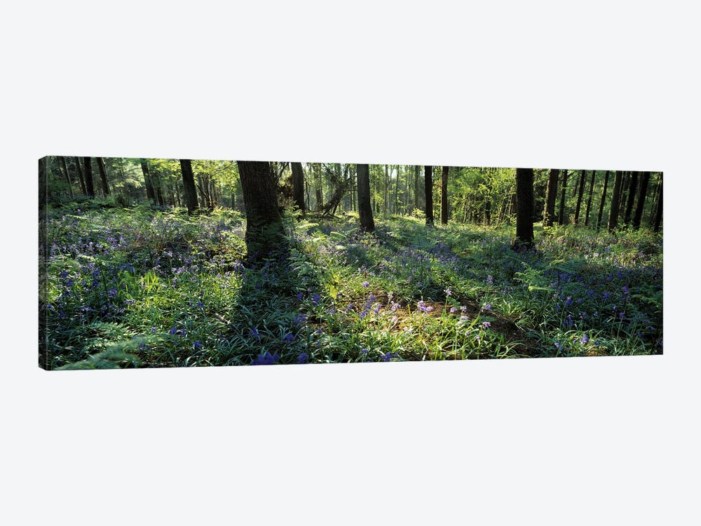 Bluebells growing in a forest, Exe Valley, Devon, England by Panoramic Images 1-piece Canvas Art