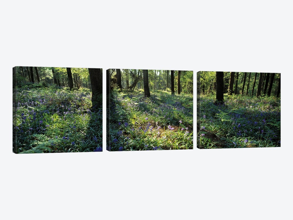 Bluebells growing in a forest, Exe Valley, Devon, England by Panoramic Images 3-piece Canvas Artwork
