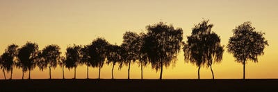 Tree alley at sunset, Hohenlohe, Baden-Wurttemberg, Germany by Panoramic Images canvas print