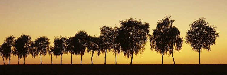 Tree alley at sunset, Hohenlohe, Baden-Wurttemberg, Germany