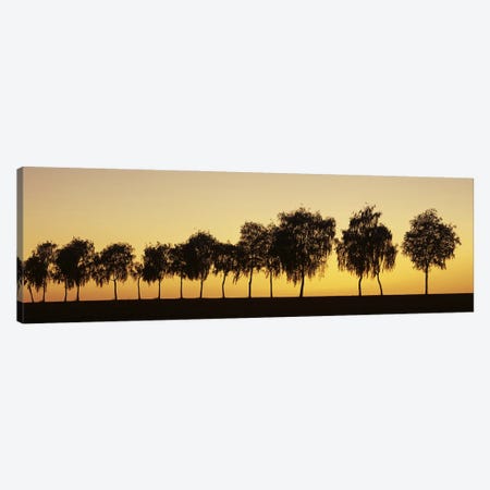 Tree alley at sunset, Hohenlohe, Baden-Wurttemberg, Germany Canvas Print #PIM10384} by Panoramic Images Canvas Art