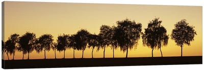 Tree alley at sunset, Hohenlohe, Baden-Wurttemberg, Germany Canvas Art Print