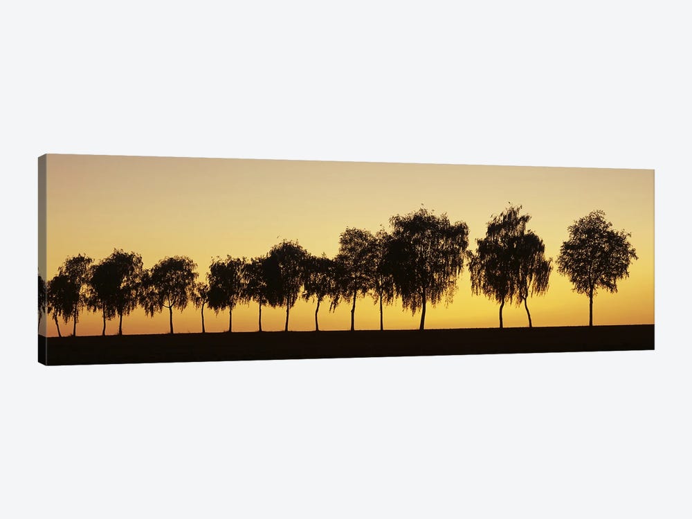 Tree alley at sunset, Hohenlohe, Baden-Wurttemberg, Germany by Panoramic Images 1-piece Canvas Art