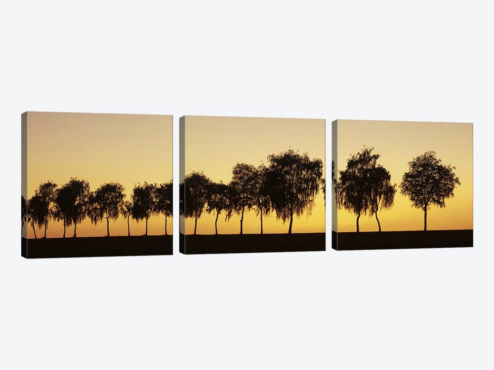 Tree alley at sunset, Hohenlohe, Baden-Wurttemberg, Germany by Panoramic Images 3-piece Canvas Wall Art