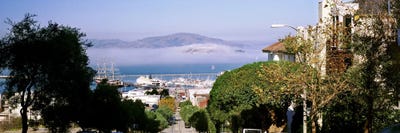 Trees along the Hyde Street, San Francisco, California, USA by Panoramic Images canvas print