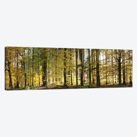 Trees in autumn, Hohenlohe, Baden-Wurttemberg, Germany Canvas Print #PIM10437} by Panoramic Images Canvas Artwork