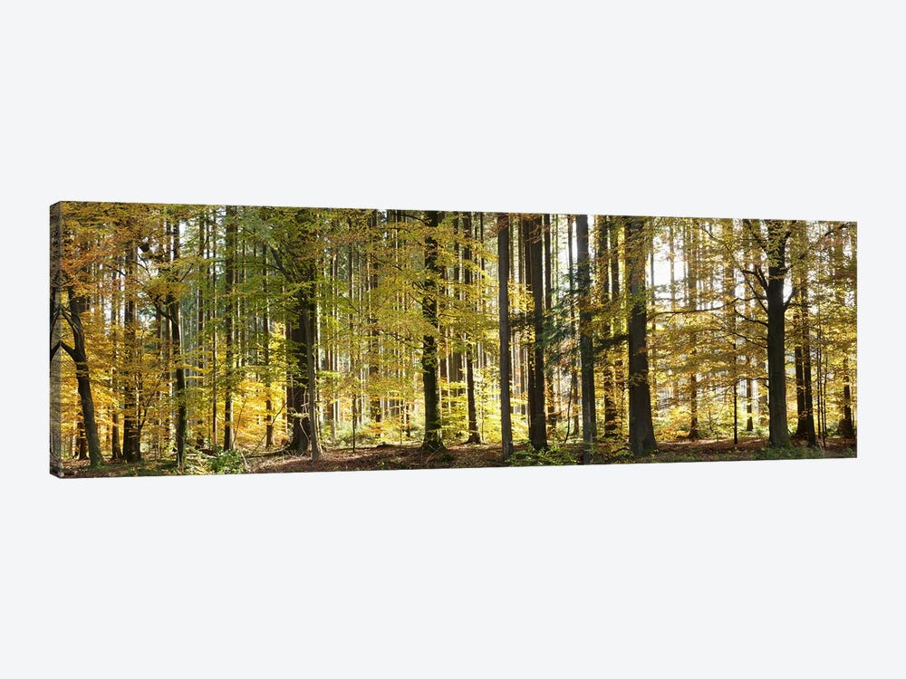 Trees in autumn, Hohenlohe, Baden-Wurttemberg, Germany by Panoramic Images 1-piece Art Print