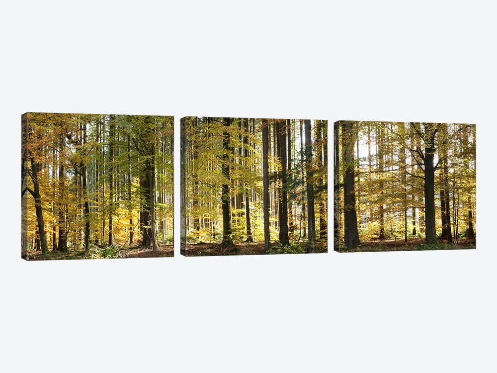 Trees in autumn, Hohenlohe, Baden-Wurttemberg, Germany by Panoramic Images 3-piece Canvas Art Print