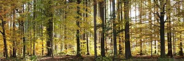 Tree Close-Ups: Trees in autumn, Hohenlohe, Baden-Wurttemberg, Germany by Panoramic Images