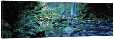 Waterfall in a forest, Hopetown Falls, Great Ocean Road, Otway Ranges National Park, Victoria, Australia Canvas Art Print - Waterfall Art