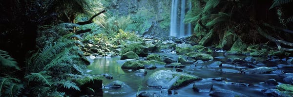 Waterfalls: Waterfall in a forest, Hopetown Falls, Great Ocean Road, Otway Ranges National Park, Victoria, Australia by Panoramic Images