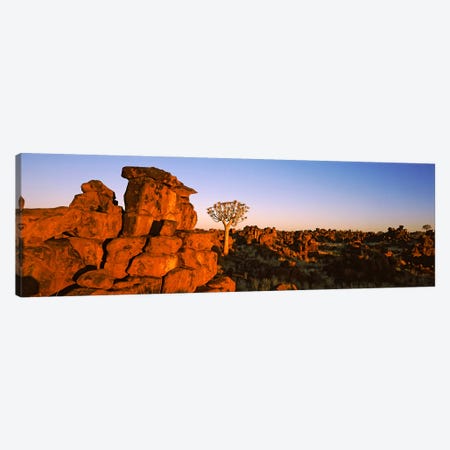 Quiver tree (Aloe dichotoma) growing in rocksDevil's Playground, Namibia Canvas Print #PIM10468} by Panoramic Images Canvas Wall Art