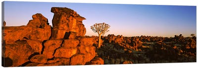 Quiver tree (Aloe dichotoma) growing in rocksDevil's Playground, Namibia Canvas Art Print - Namibia