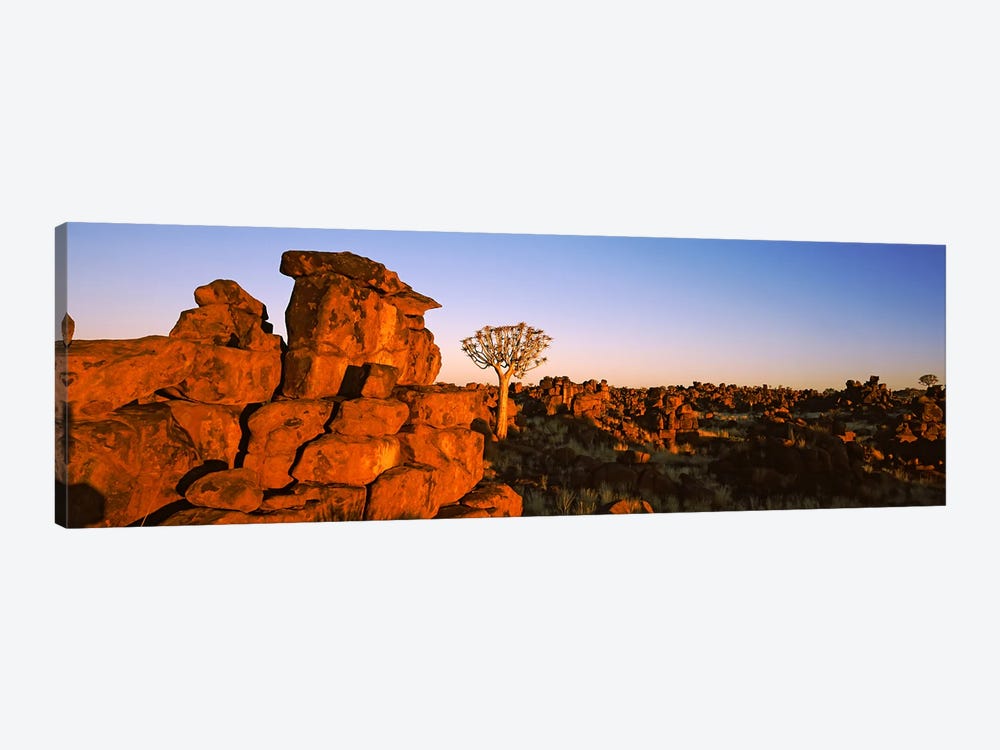 Quiver tree (Aloe dichotoma) growing in rocksDevil's Playground, Namibia by Panoramic Images 1-piece Canvas Print