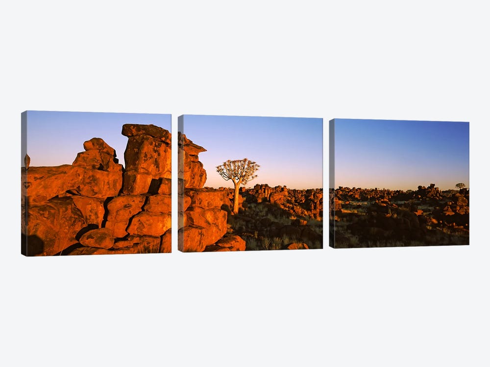 Quiver tree (Aloe dichotoma) growing in rocksDevil's Playground, Namibia by Panoramic Images 3-piece Canvas Print