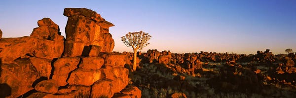 Rocks: Quiver tree (Aloe dichotoma) growing in rocksDevil's Playground, Namibia by Panoramic Images