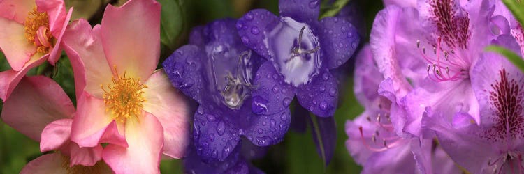 Close-up of flowers