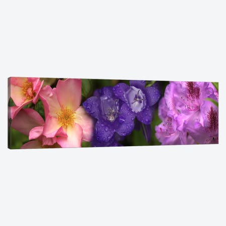Close-up of flowers Canvas Print #PIM10526} by Panoramic Images Canvas Artwork