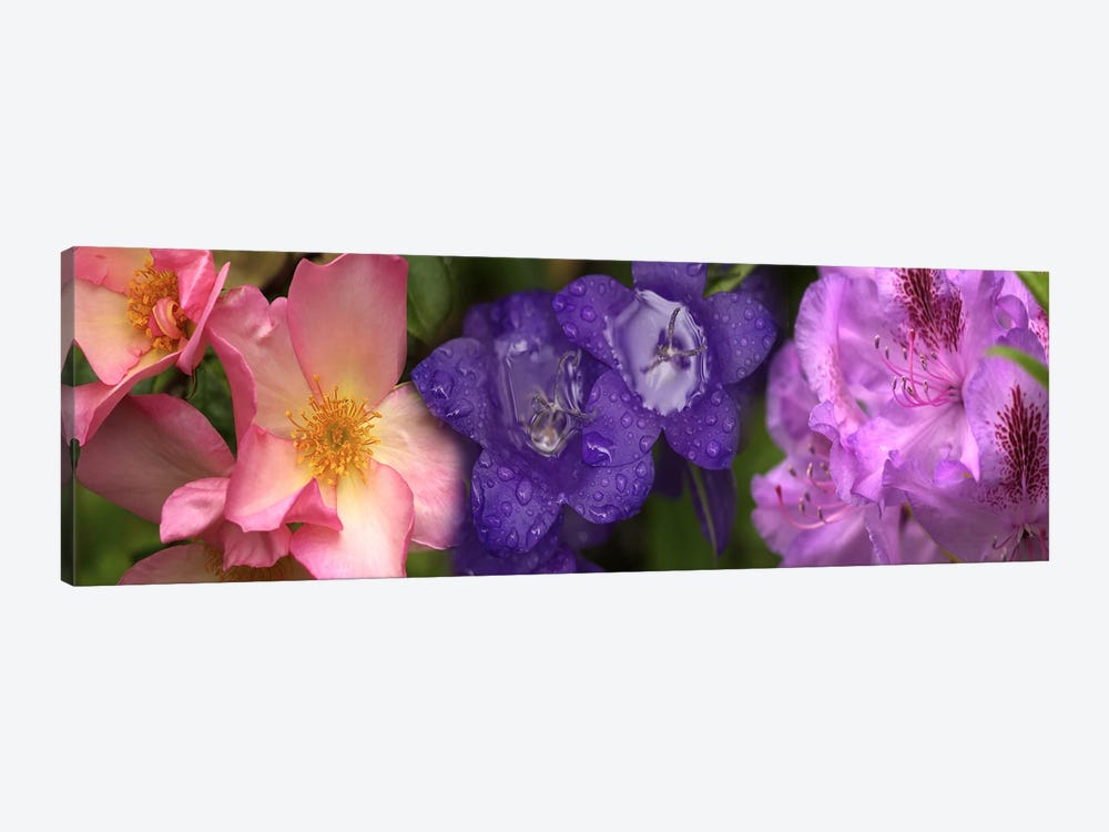 Close-up of flowers by Panoramic Images 1-piece Canvas Wall Art
