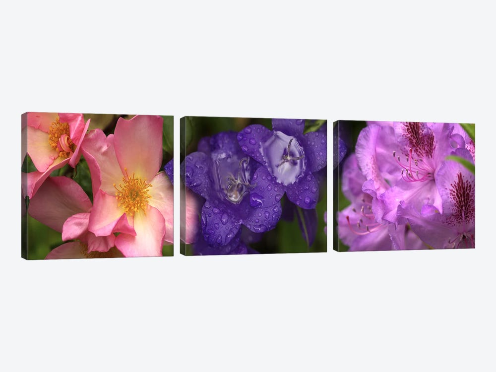 Close-up of flowers by Panoramic Images 3-piece Canvas Artwork