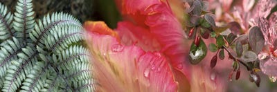 Canvas Print: Diagonal Foliage by Panoramic Images - thumbnail