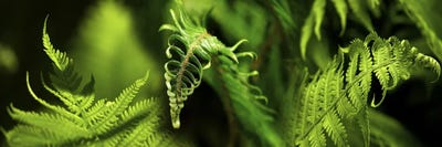 Close-up of ferns by Panoramic Images framed canvas print