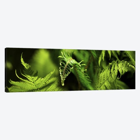 Close-up of ferns Canvas Print #PIM10528} by Panoramic Images Canvas Art Print