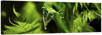 Close-up of ferns Canvas Art Print - Fern Art