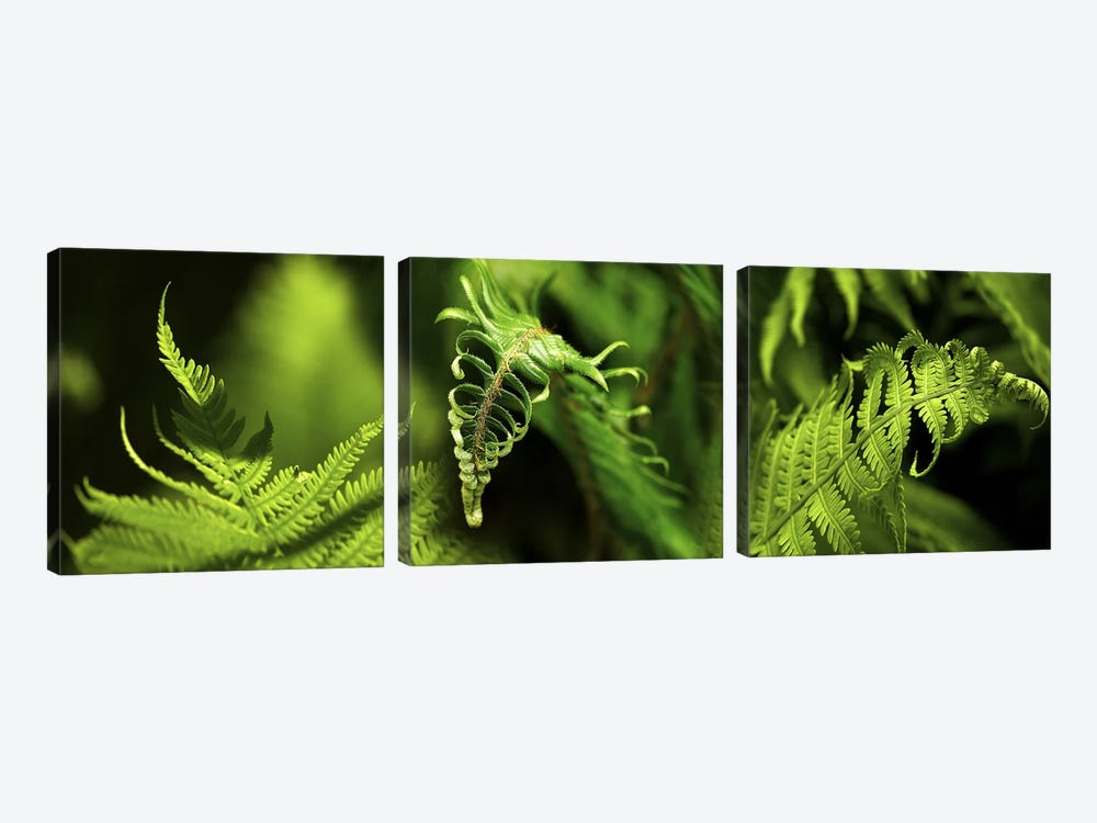 Close-up of ferns by Panoramic Images 3-piece Canvas Art