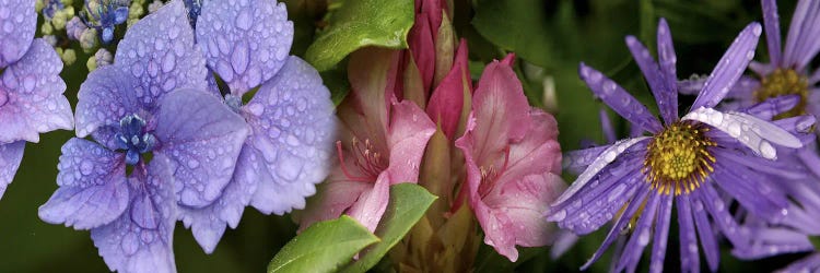 Close-up of flowers