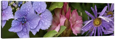 Close-up of flowers Canvas Art Print - Pantone Ultra Violet 2018
