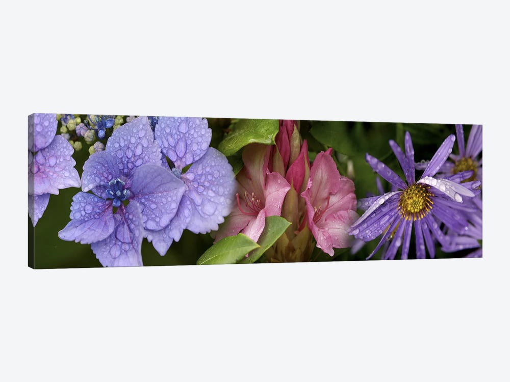 Close-up of flowers by Panoramic Images 1-piece Art Print