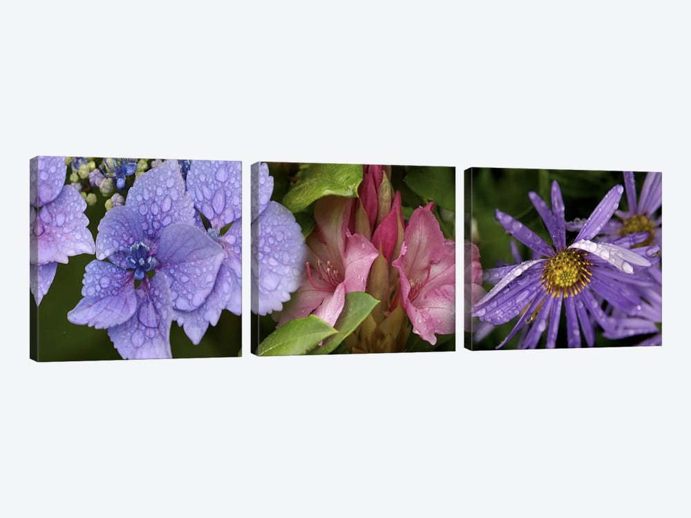 Close-up of flowers by Panoramic Images 3-piece Canvas Print
