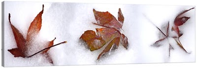 Three fall leaves in snow Canvas Art Print - Leaf Art