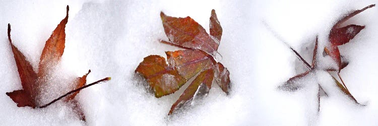 Three fall leaves in snow