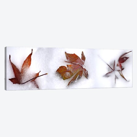 Three fall leaves in snow Canvas Print #PIM10530} by Panoramic Images Canvas Art
