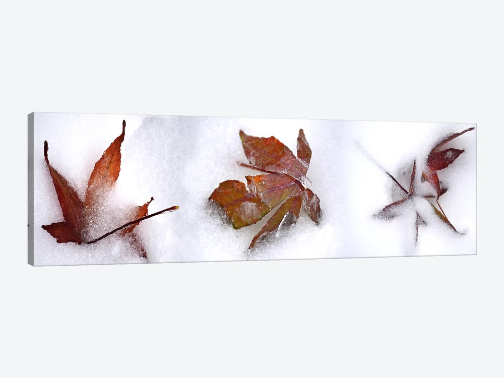 Three fall leaves in snow by Panoramic Images 1-piece Canvas Print