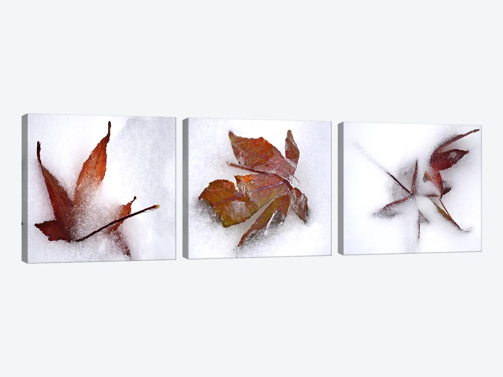 Three fall leaves in snow by Panoramic Images 3-piece Canvas Print