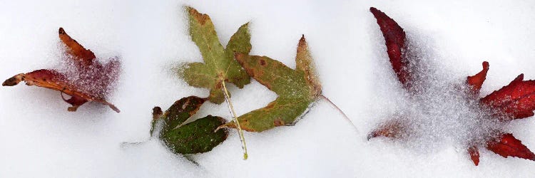 Leaves in the snow