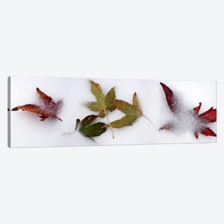 Leaves in the snow Canvas Print #PIM10531} by Panoramic Images Canvas Artwork