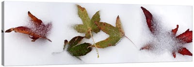 Leaves in the snow Canvas Art Print - Ice & Snow Close-Up Art