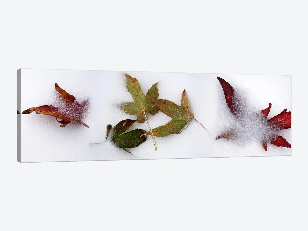 Leaves in the snow by Panoramic Images 1-piece Canvas Wall Art
