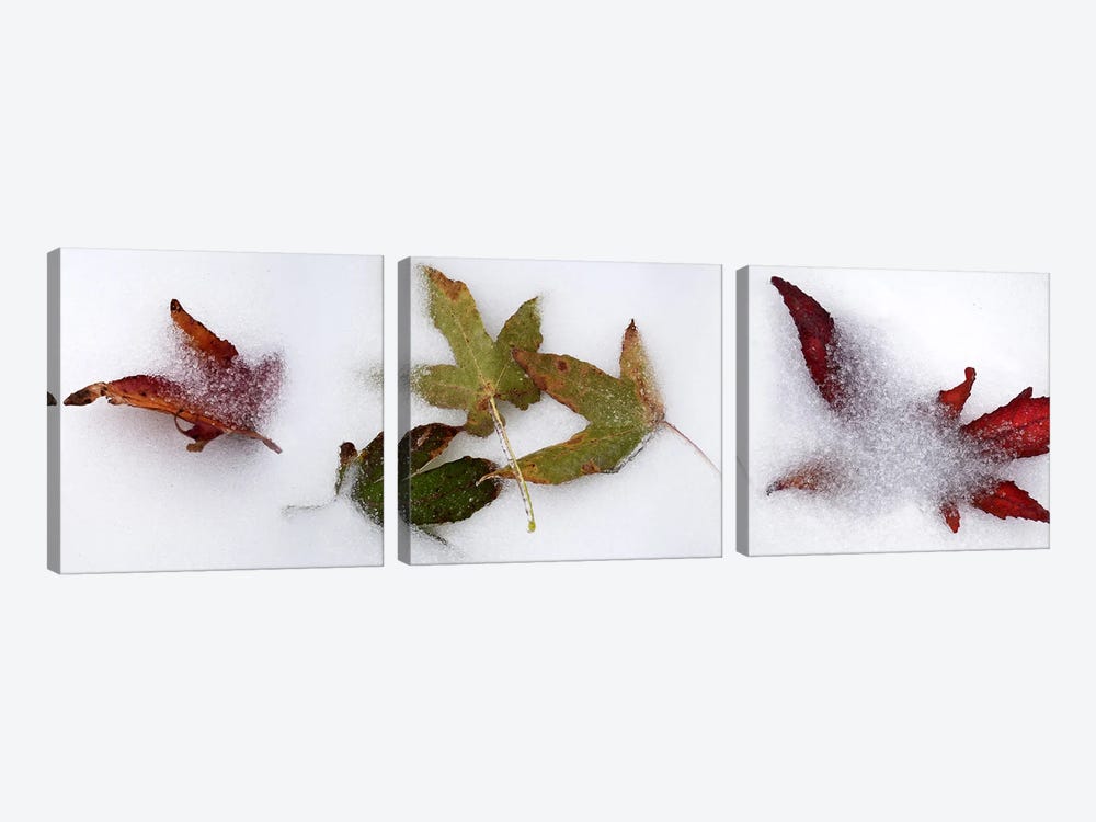 Leaves in the snow by Panoramic Images 3-piece Canvas Wall Art