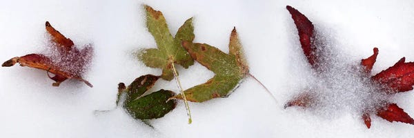 Ice & Snow Close-Ups