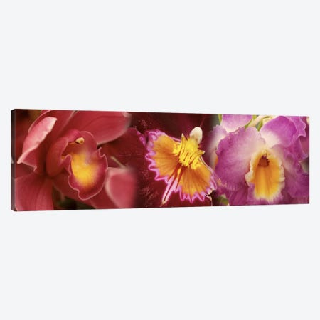 Details of red and violet Orchid flowers Canvas Print #PIM10533} by Panoramic Images Canvas Art