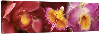 Details of red and violet Orchid flowers Canvas Art Print - Orchid Art