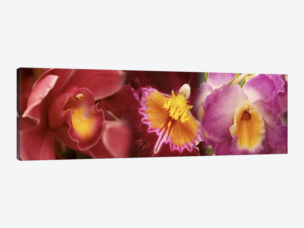 Details of red and violet Orchid flowers by Panoramic Images 1-piece Canvas Art